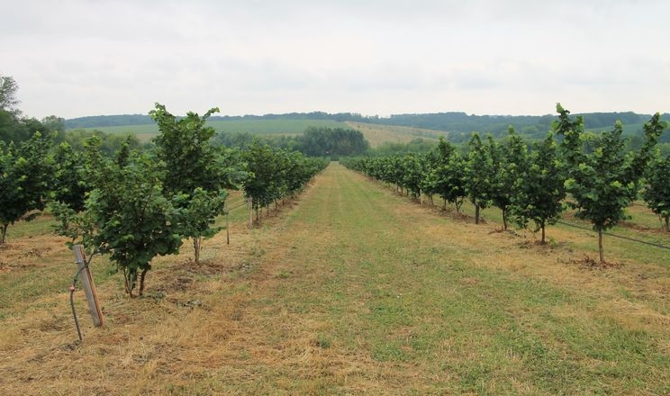 Агроном-фундуківник проаналізував подальший розвиток змін клімату